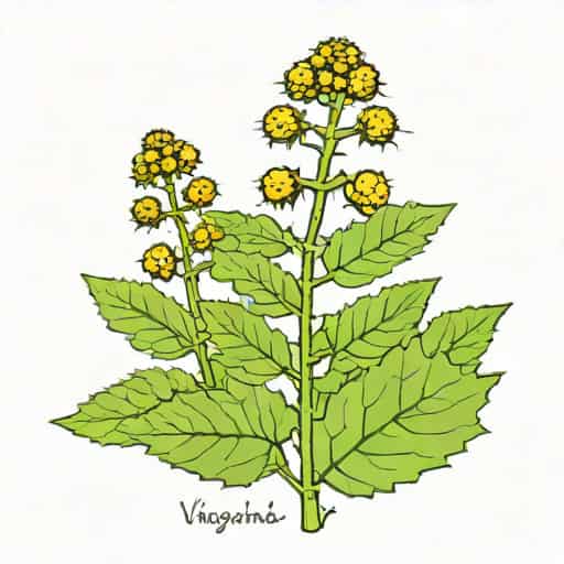Virginia Water Horehound