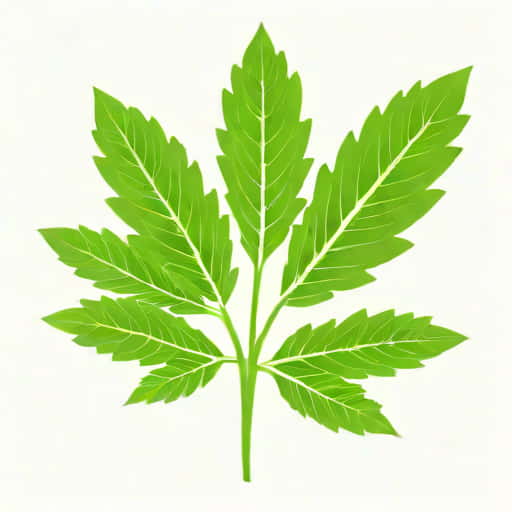 Coriander Leaf Venation