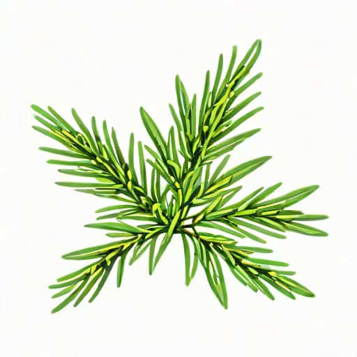 Finely Snipped Rosemary