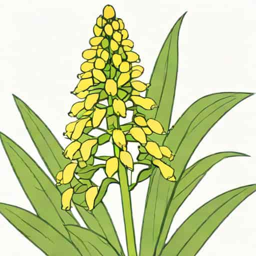 Growing Showy Milkweed