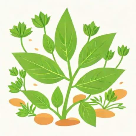 How To Get Rid Of Chickweed Naturally