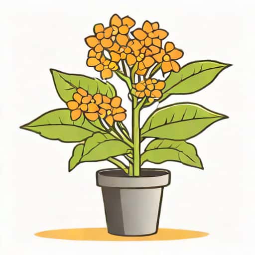 Kalanchoe Too Leggy