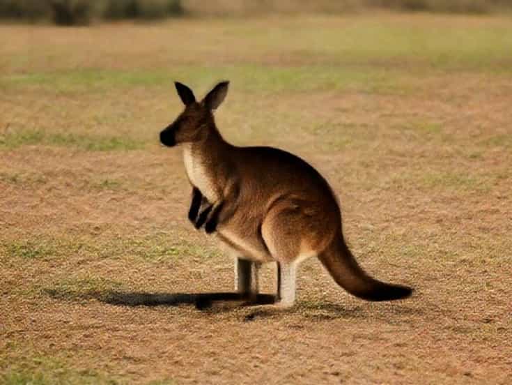 Outback Wallaby Darned Price
