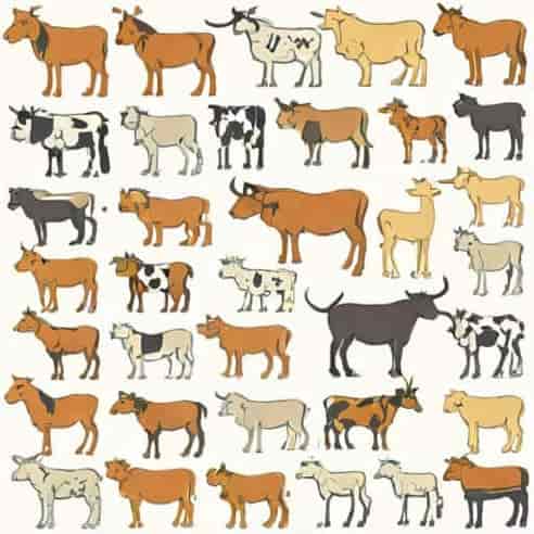 Types Of Ruminant Animals