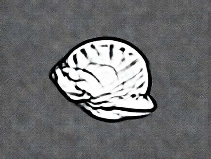 Visceral Hump In Mollusca