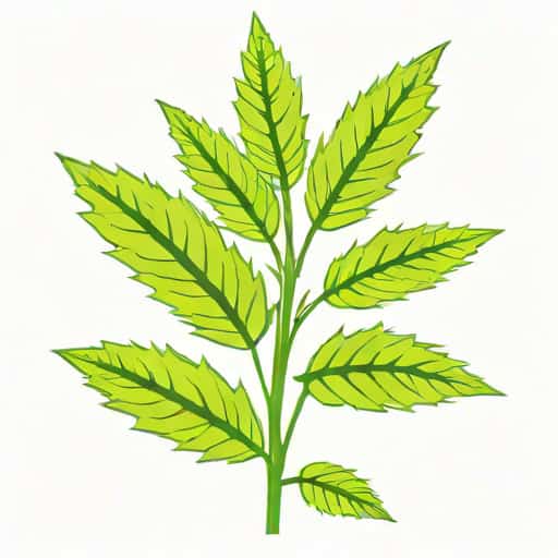Weedy Annual Native To Europe