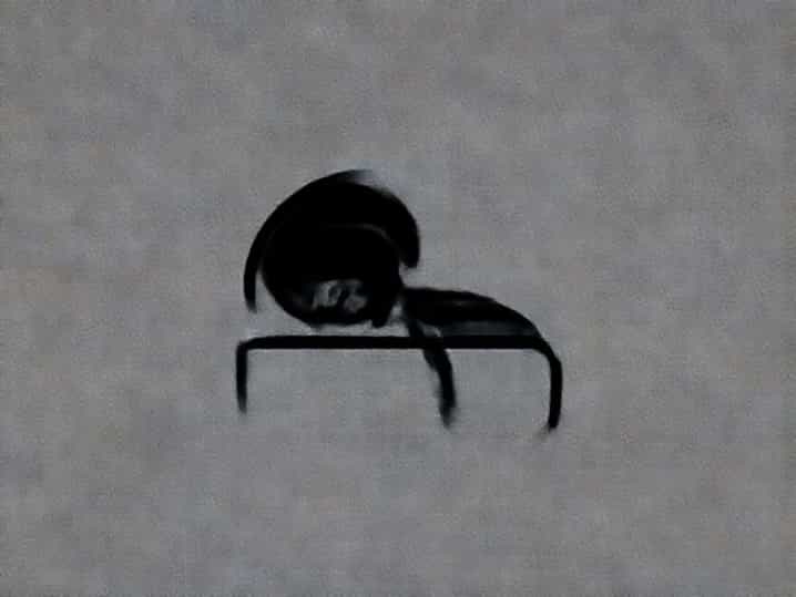 What Is Sleeping Sickness