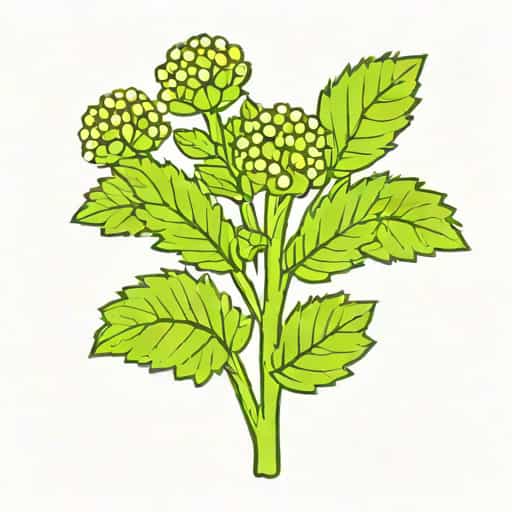 White Horehound Benefits