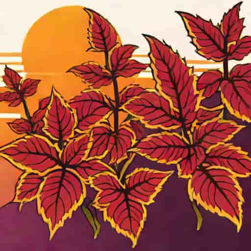 Alabama Sunset Coleus