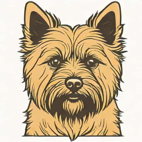 Cairn Terrier For Sale