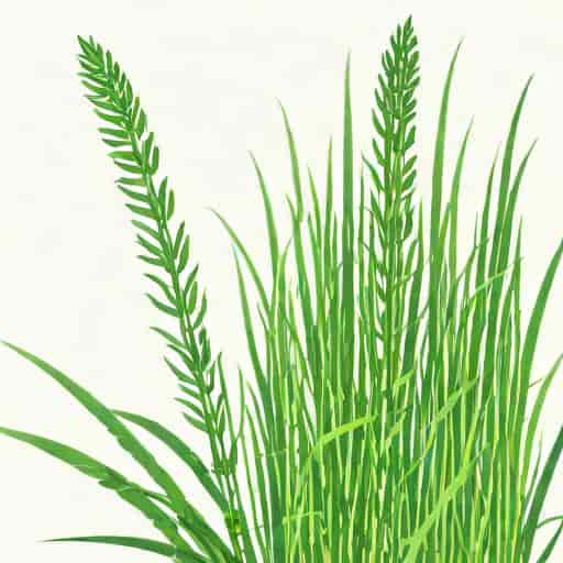 Equisetum Hyemale Horsetail