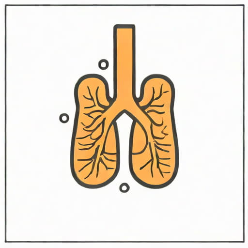 Give The Function Of The Bronchus