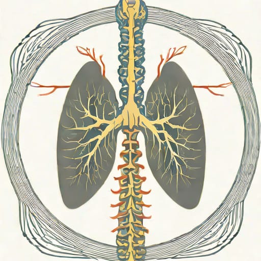 Nerves That Innervate The Diaphragm