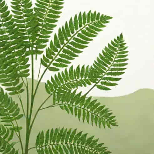 Ooty Sterling Fern Hill
