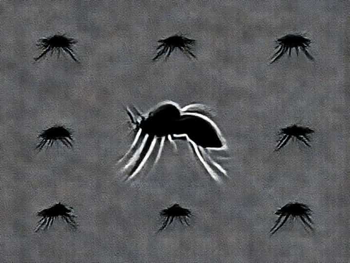 Stages Of Anopheles Mosquito