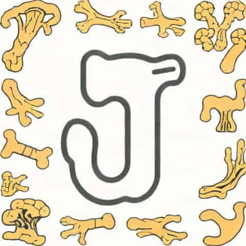 What Did Bone Drys And Wets Stand For