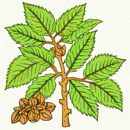 Alkaloid Is Obtained From Cinchona Tree