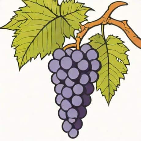 Amarone Wine Grape Varietal