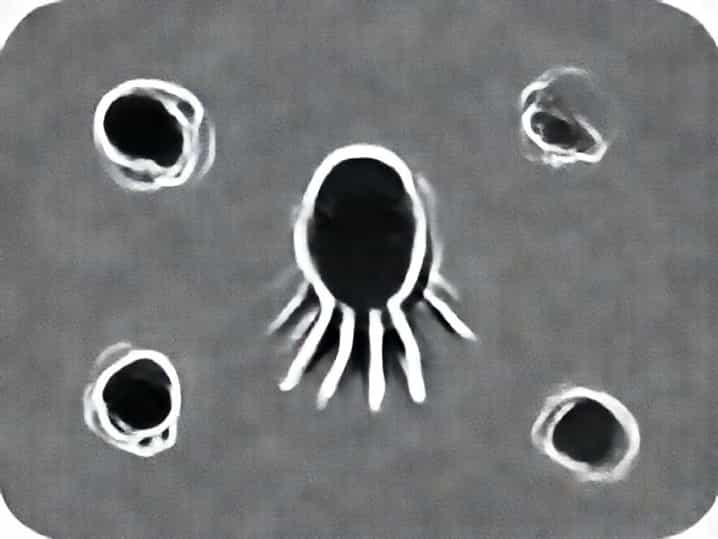 How Do Protozoa Move