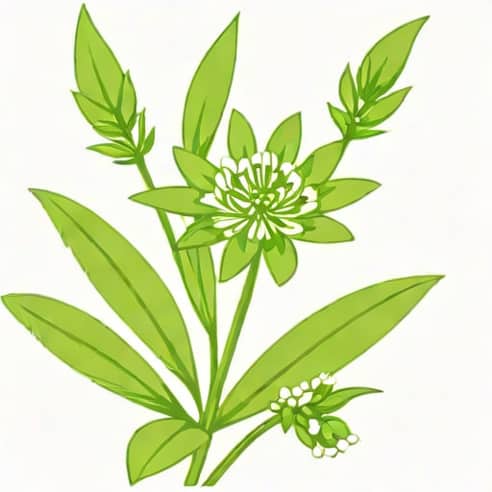 Latin Name For Chickweed