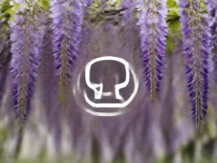 Mature Wisteria For Sale