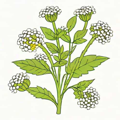 Ortho Weed B Gon Chickweed