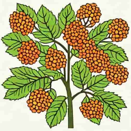 Yardline Viburnum Growth Rate