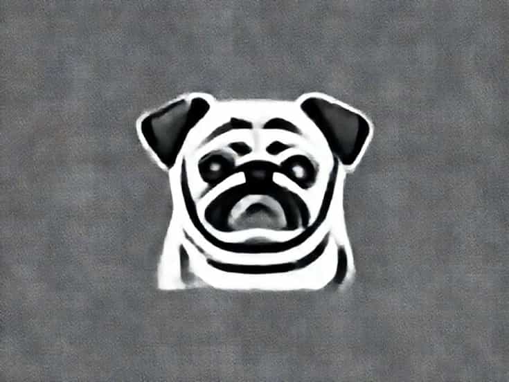 Cause Of Pugilistic Attitude