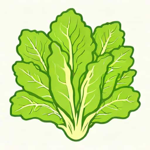 Growing Romaine Lettuce Hydroponically