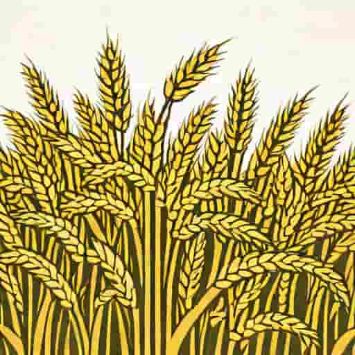 Largest Producer Of Wheat In India