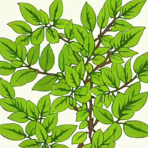Ligustrum Recurvifolium Privet Shrub