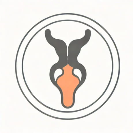 Outer Most Layer Of The Bladder And Ureter