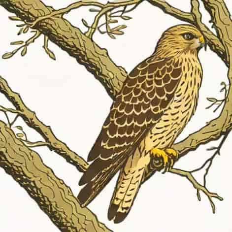 Red Shouldered Hawk Immature