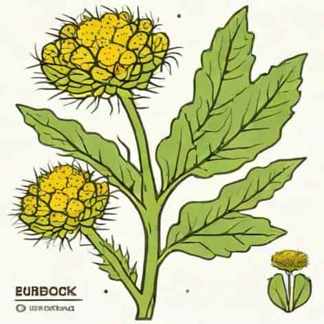 Side Effects Of Burdock Root