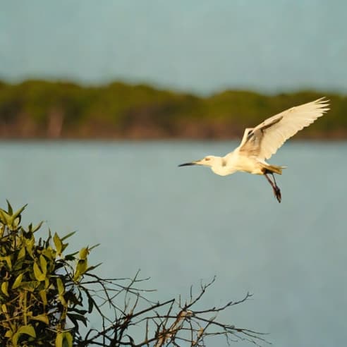 Vero Beach Spoonbill Rookery