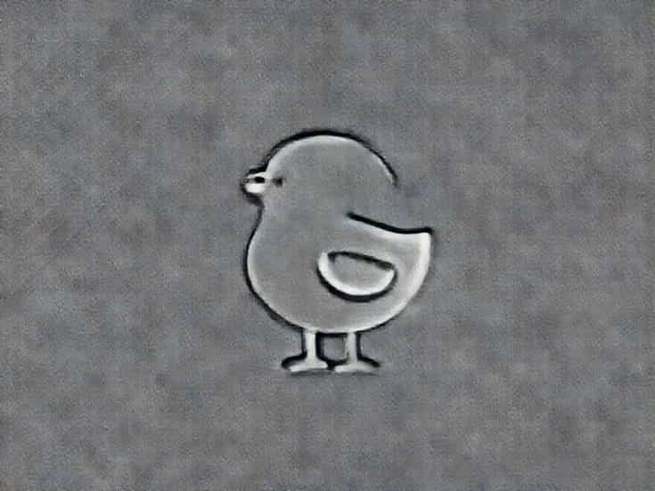 How To Brood Chicks