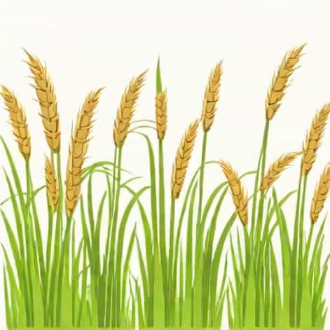 Reeds Rains Hazel Grove