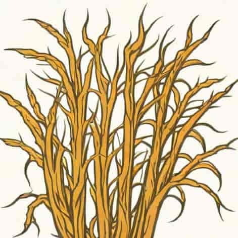 Root Hairs Are Exogenous