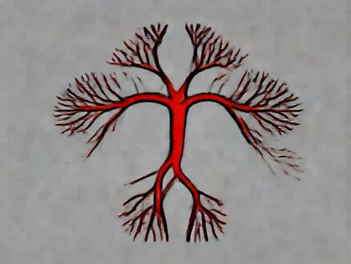 The Autonomic Nervous System
