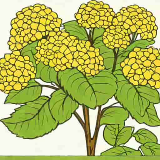 When To Prune Quickfire Hydrangeas