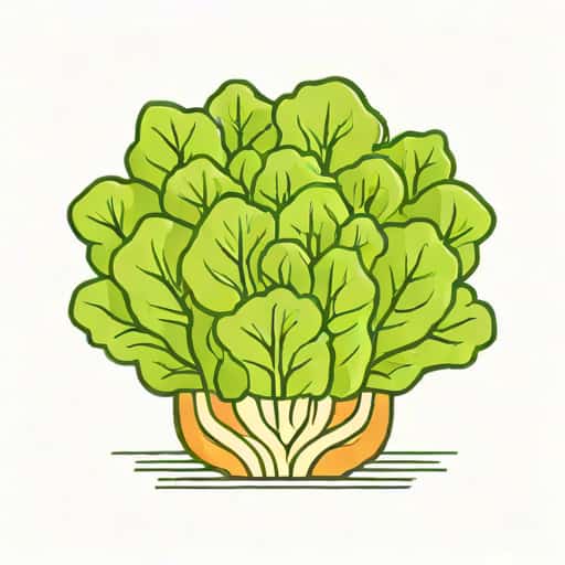 How Long For Lettuce To Grow Hydroponically