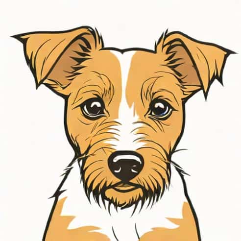 Jack Russell X Yorkie