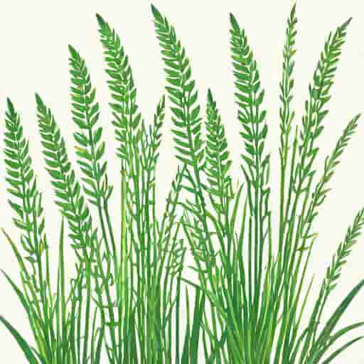 Japanese Horsetail Weed