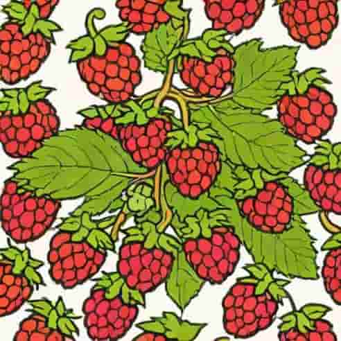 King Cole Bramble Loganberry