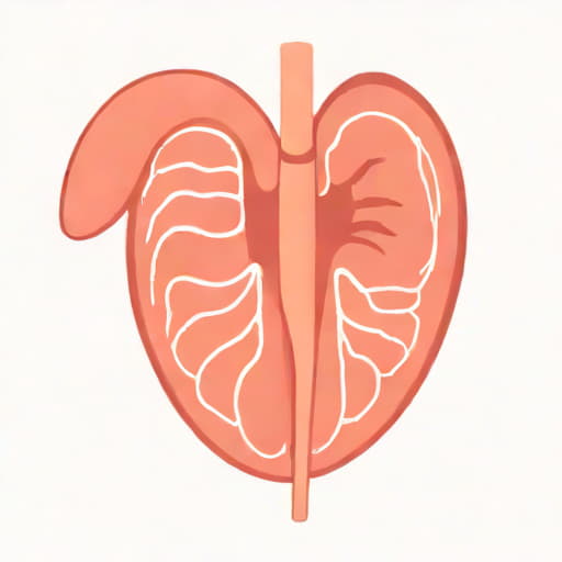Normal Epithelium Of Bronchus