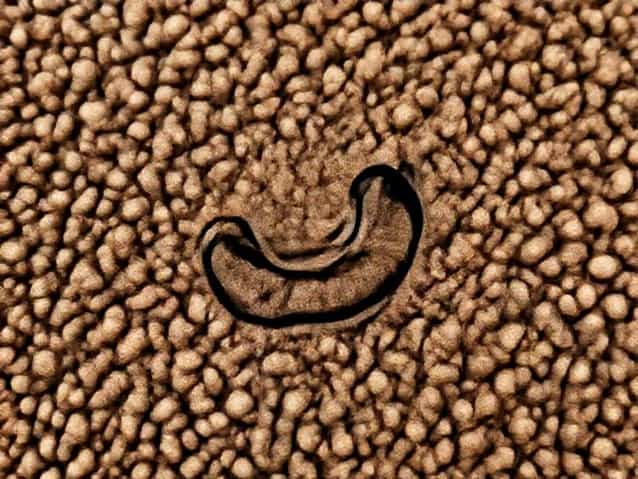 Uses Of Tamarind Seeds