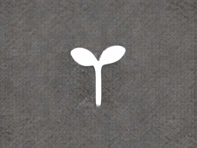 What Is Leggy Seedlings