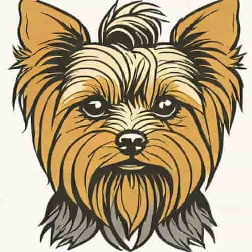 Yorkie With Wiry Hair