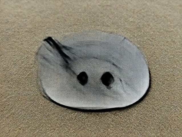 Zoologist Stung By Stingray