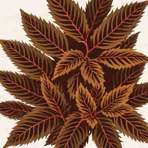 Black Dragon Coleus Plant For Sale